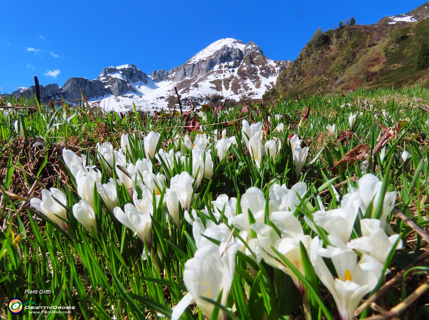 10 Crocus vernus bianchi come la neve del Monte Cavallo.JPG